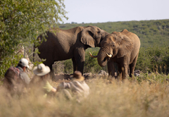 Rhulani Safari Lodge