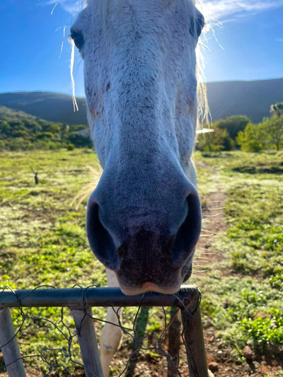 Ricky's Drift Vegan Farm