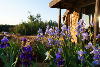 Brown Cabin