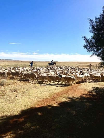 Rondefontein Guest Farm