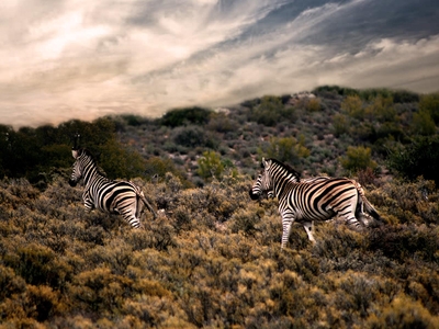 Rooiberg Wild Private Game Reserve