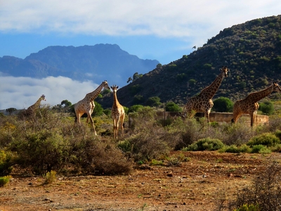 Rooiberg Wild Private Game Reserve