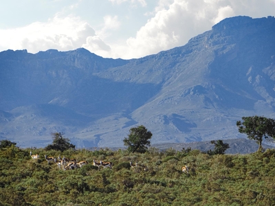 Rooiberg Wild Private Game Reserve