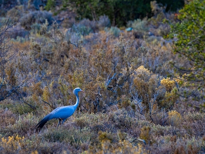 Rooiberg Wild Private Game Reserve