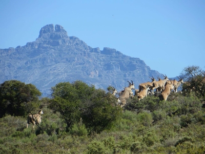 Rooiberg Wild Private Game Reserve