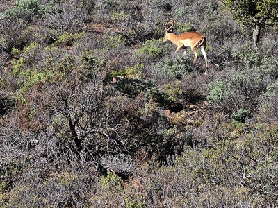 Rooiberg Wild Private Game Reserve