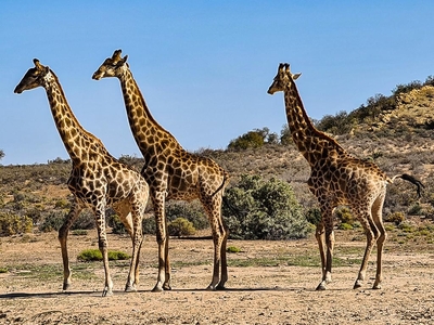 Rooiberg Wild Private Game Reserve