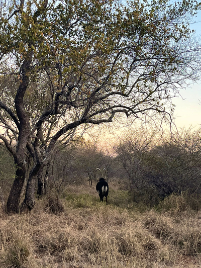 Sabella Bushveld Lodge