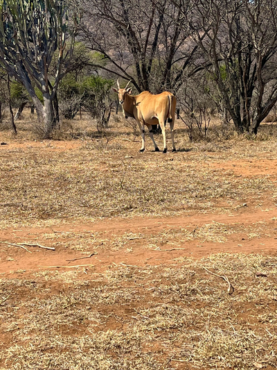 Sabella Bushveld Lodge