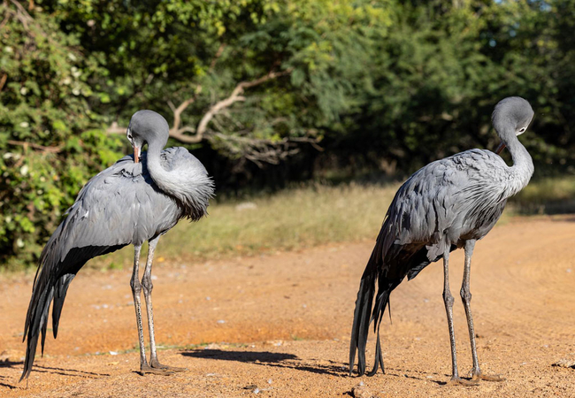 Game Viewing