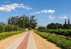 Saronsberg Vineyard Cottages