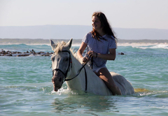 Pearly Beach Horse Trails