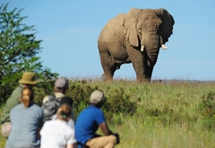 Walking Safari