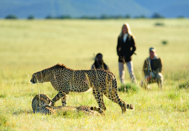 Walking Safari