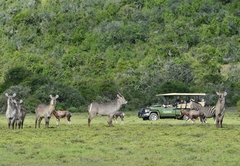 Game Drive