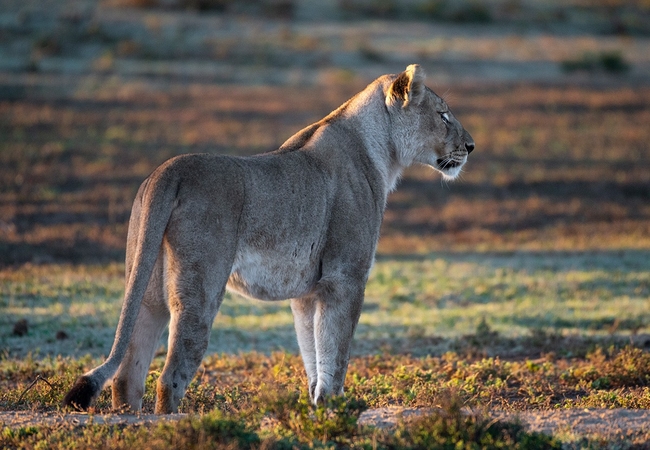 Shamwari Game Reserve