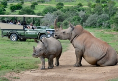 Shamwari Game Reserve