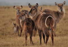 Shamwari Game Reserve