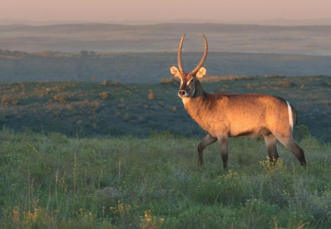 Shamwari Game Reserve