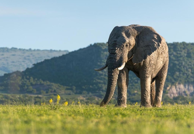 Shamwari Game Reserve