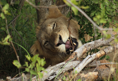 Shumbalala Game Lodge