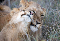 Simbambili Game Lodge