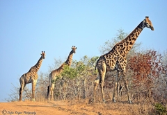 Simbavati Hilltop Lodge