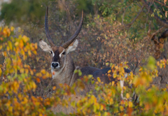 Wildlife at Simbavati