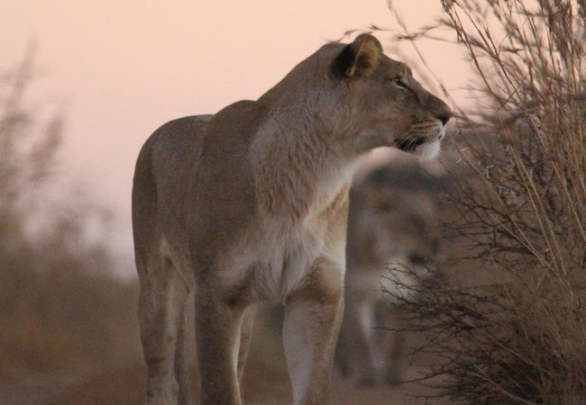 Siyaya Bush Lodge