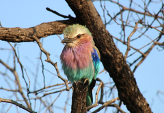 Siyaya Bush Lodge