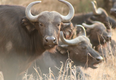 Siyaya Bush Lodge