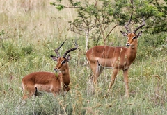 SpionKop Lodge