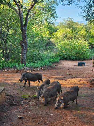 Stella Bush Lodge