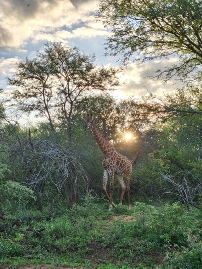 Stella Bush Lodge