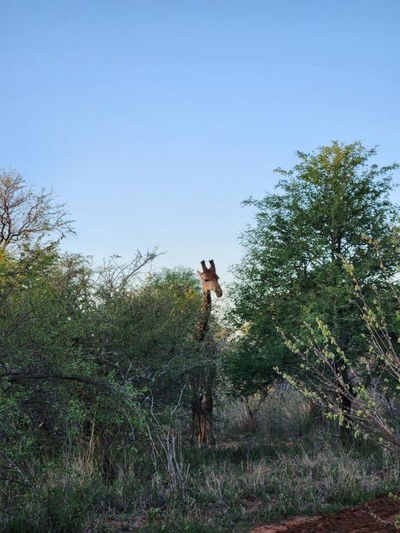 Stella Bush Lodge