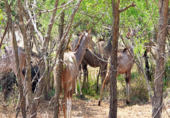 Stoep At Kruger