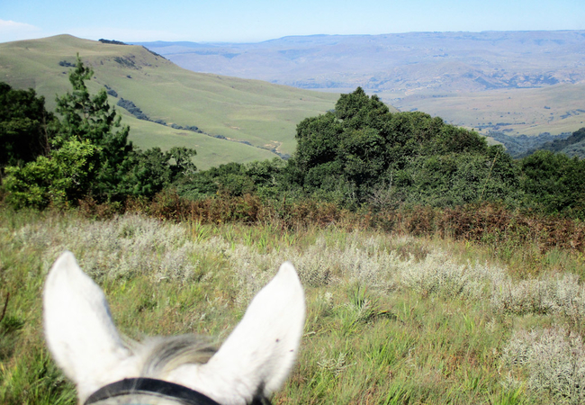 Horse Trail