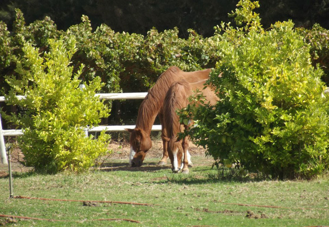 Summerhill Guest Farm