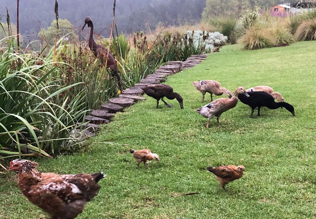 Our feathered family