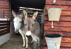 Rescued donkey