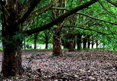 Sycamore Avenue Treehouses