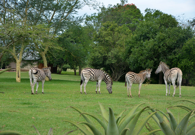 Tala Private Game Reserve