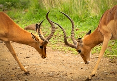 Kubu Metsi Lodge