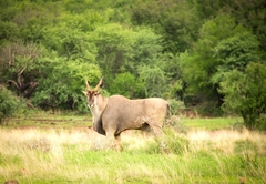 Kubu Metsi Lodge