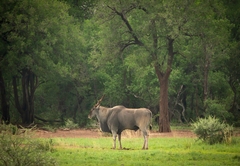 Kubu Metsi Lodge