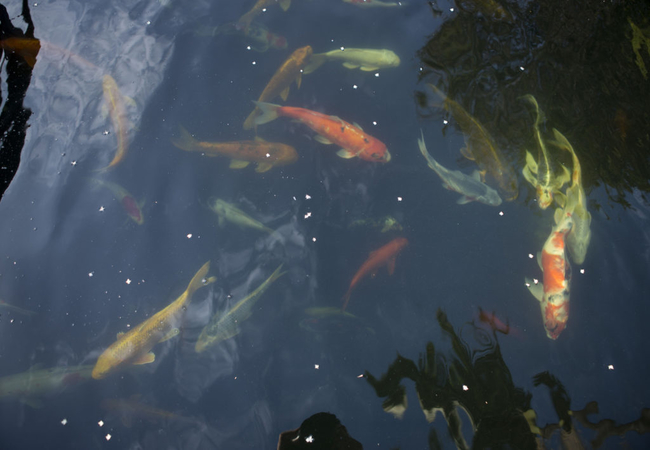 Koi Pond