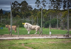 Lion Cabins