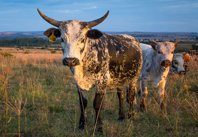 Thaba Manzi Ranch