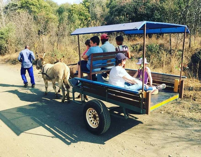 Donkey Cart Rides