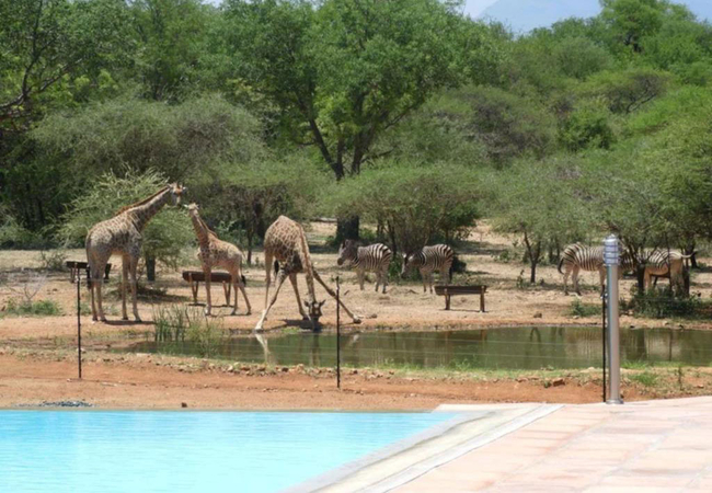 Thandolwami Bushlodge